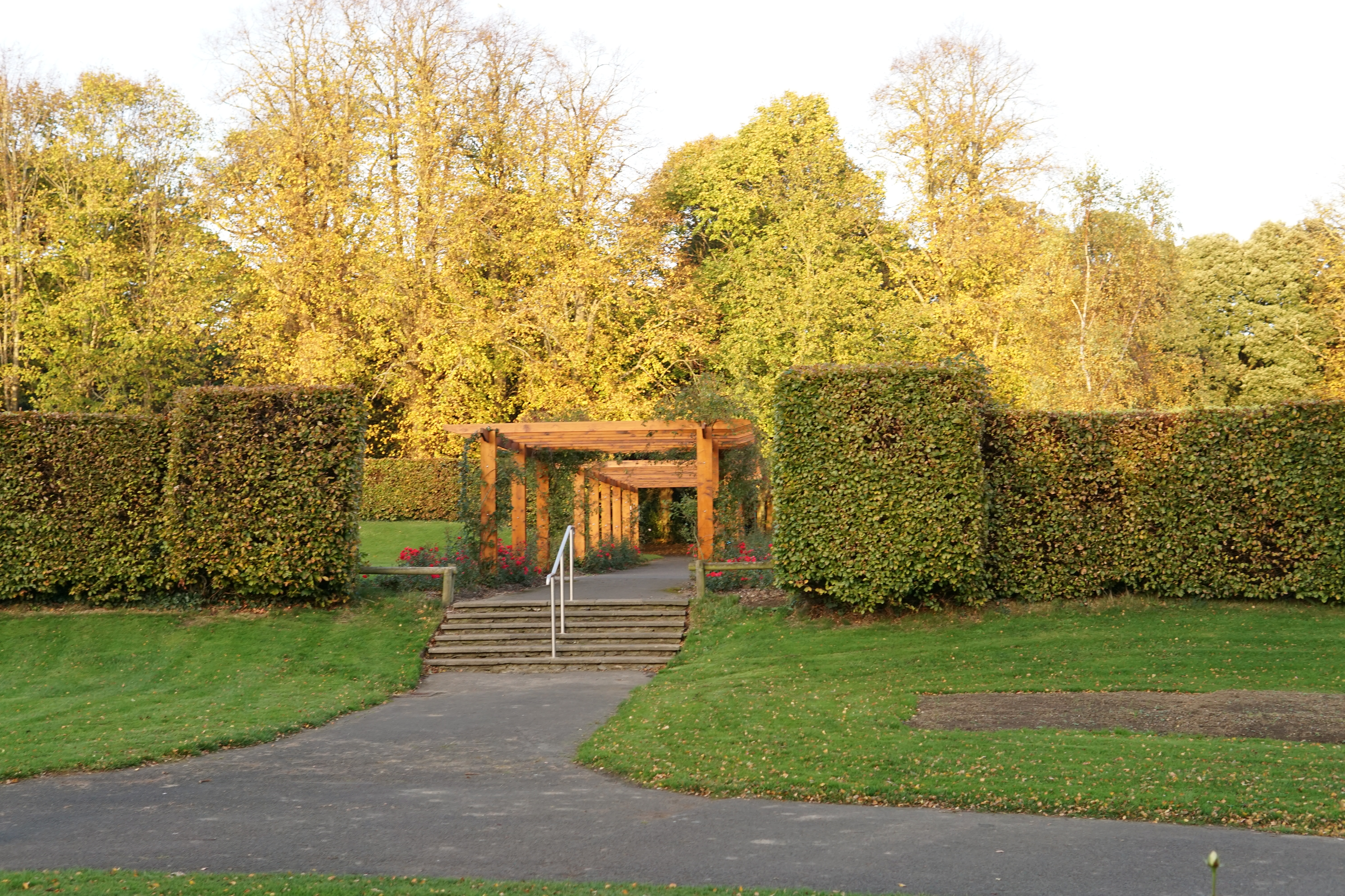 Autumn leaves in the park